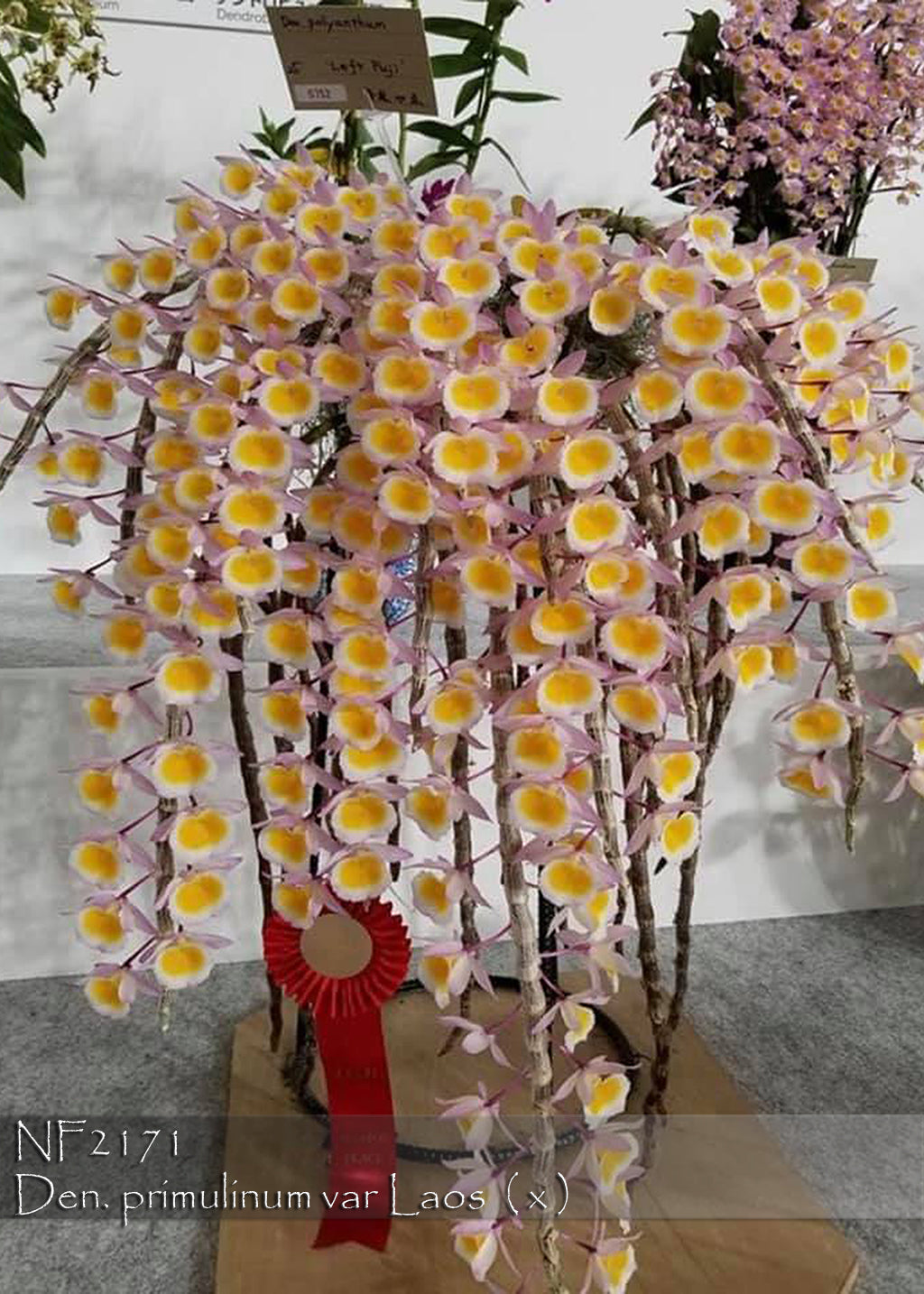Den. primulinum v. Laos x sib 4in