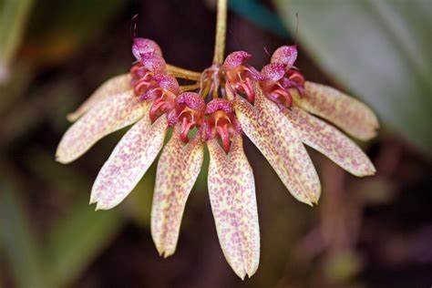 Bulb. longiflorum ‘Crown Point’ 3in