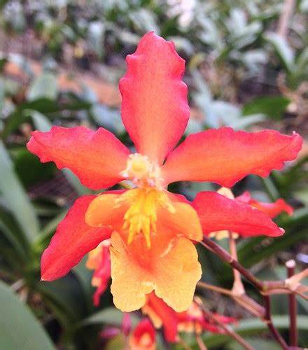 Wilsonara Aloha Sparks 'Halloween' 4in
