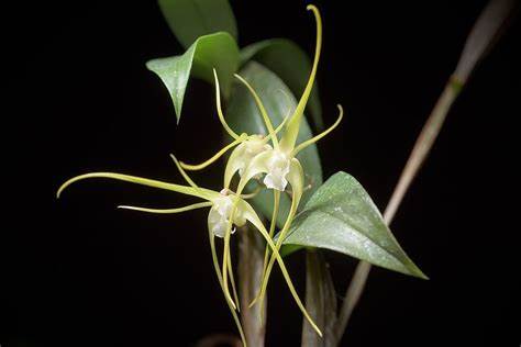 Den. tetragonum v. album x sib 4in