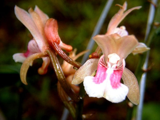 Oeceoclades monophylla x sib (syn maculata) 4in