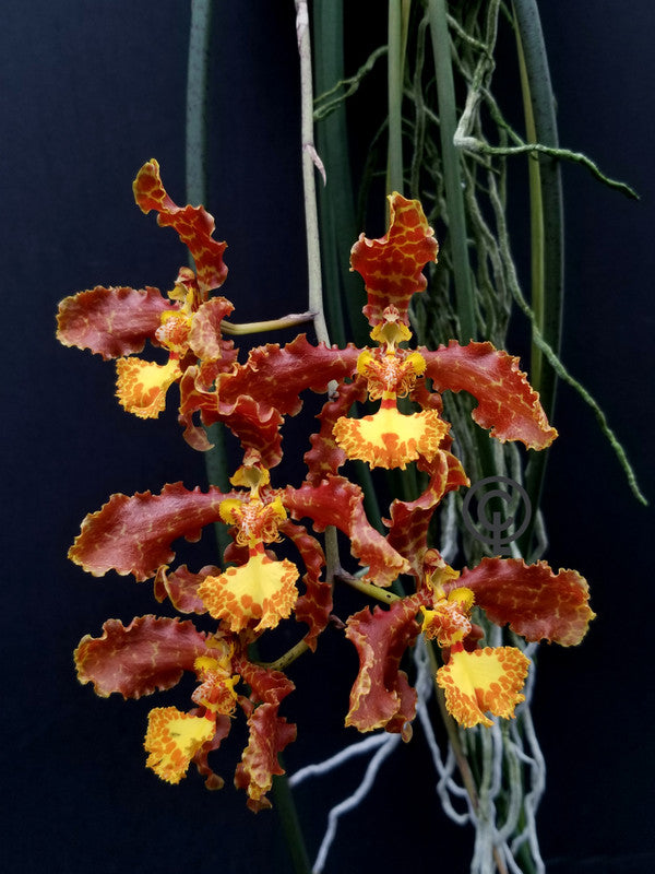Trichocentrum (Oncidium) stayci x sib (mount)