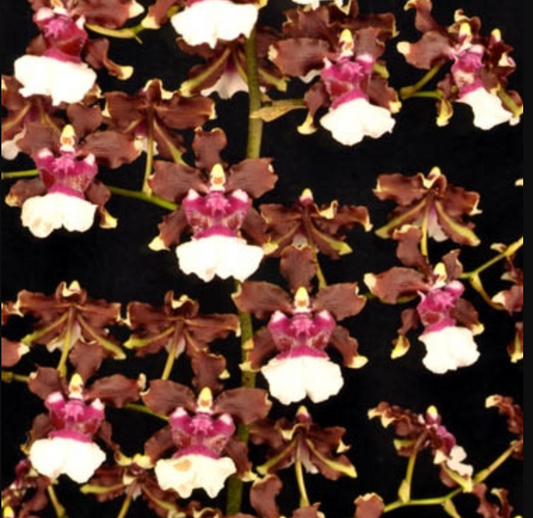 Oncidium Sharry Baby 'Sweet Fragrance' 4in