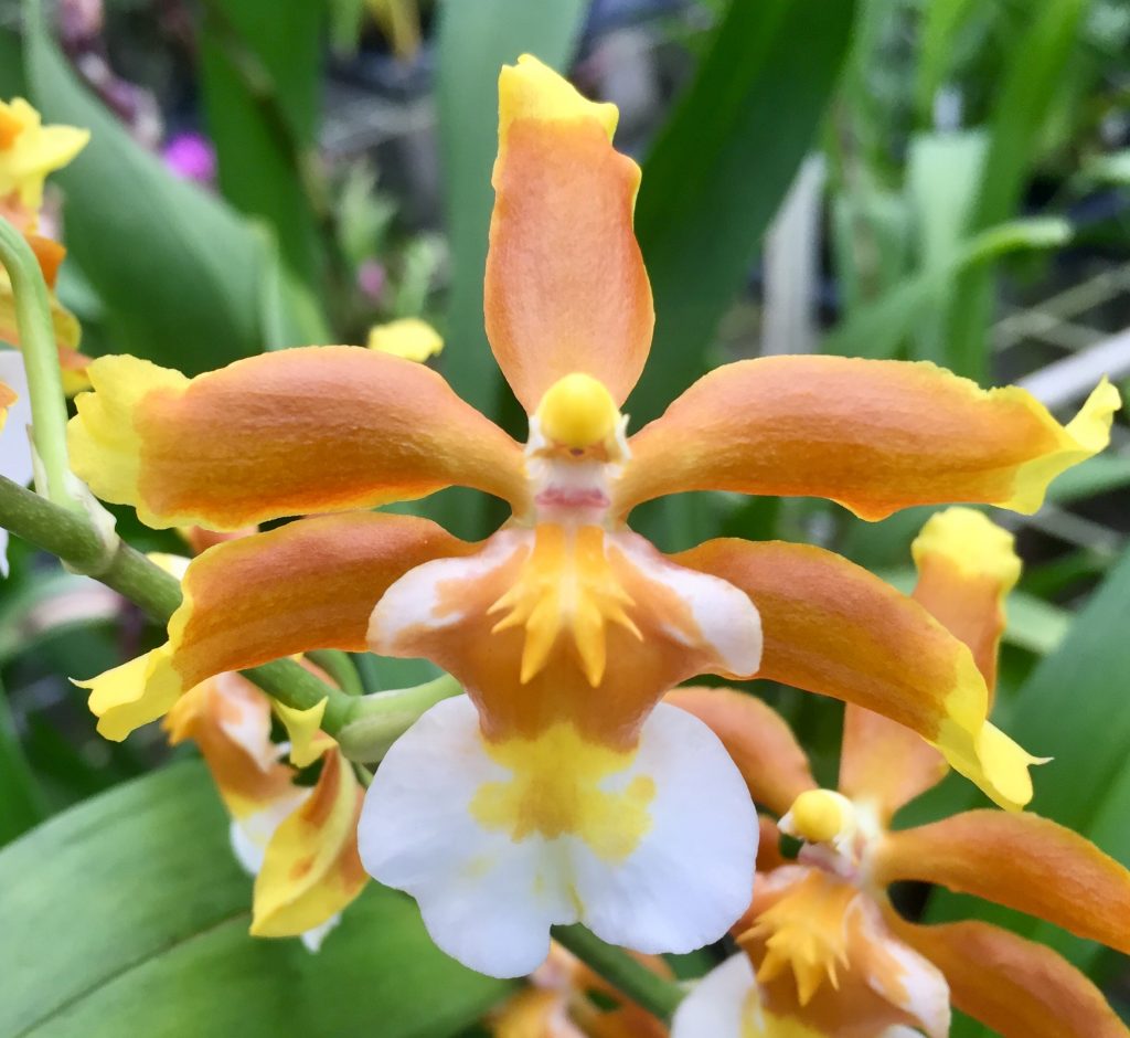 Oncostele Hilo Firecracker 'Lucky Strike' 4in