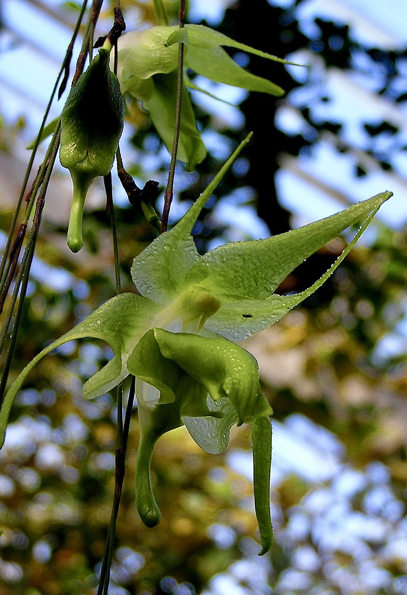 Aeranthes ramosa x sib 3in