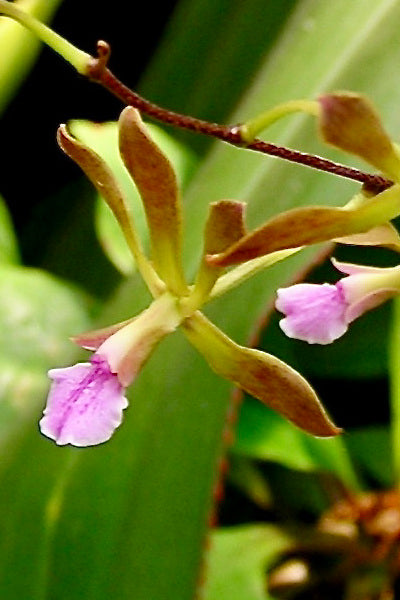 Encyclia seidelii 2in