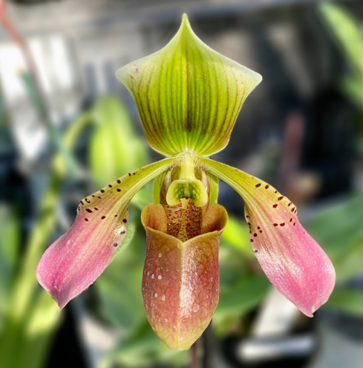 Paph Aga'pe (urbanianum x appletonianum) 3in
