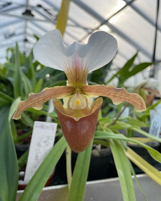 Paph Little Trouble (barbigerum ‘China Doll’ JC/AOS x charlesworthii alba) 3in