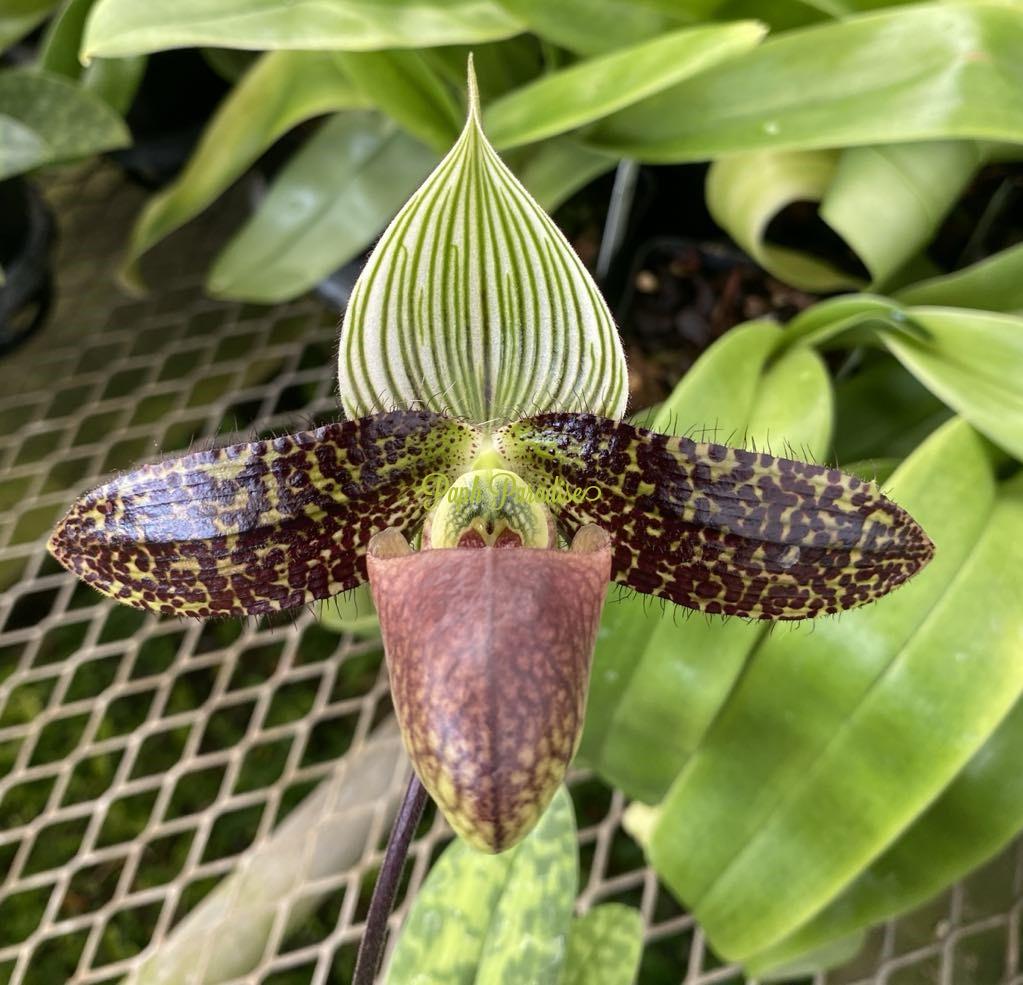 Paphiopedilum Saiun (sukhakulii x wardii) 3in