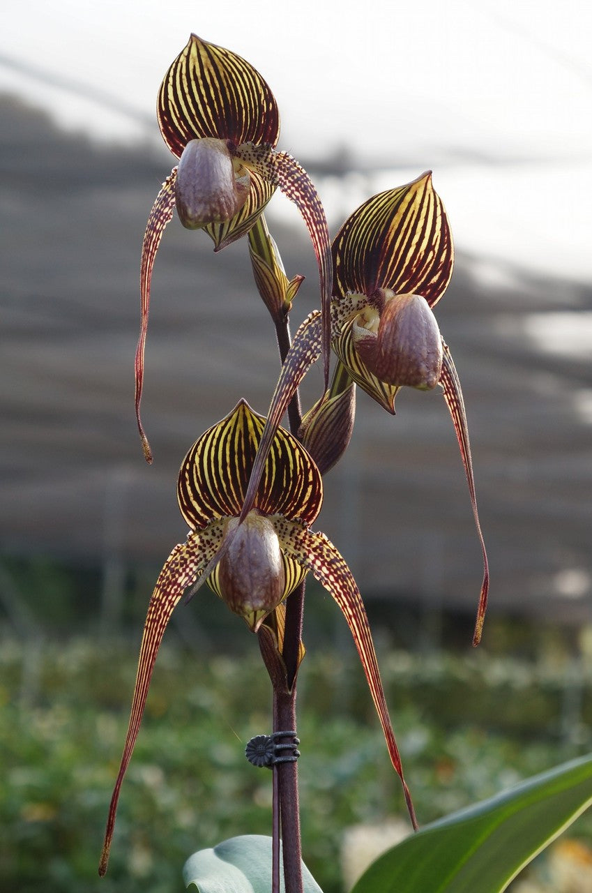 Paphiopedilum Wossner Black Wings '43 Best' 4in