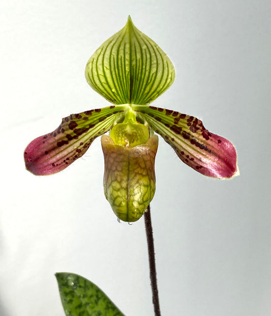 Paphiopedilum Mustafa's Mucho Gusto 4in