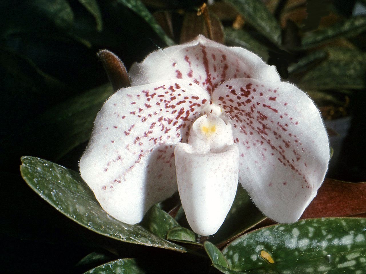 Paphiopedilum QF Mini Bell (QF Mini x bellatulum) 2in