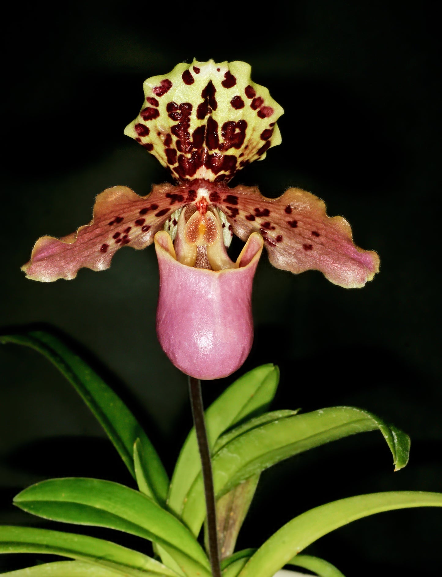 Paph. henryanum 3in