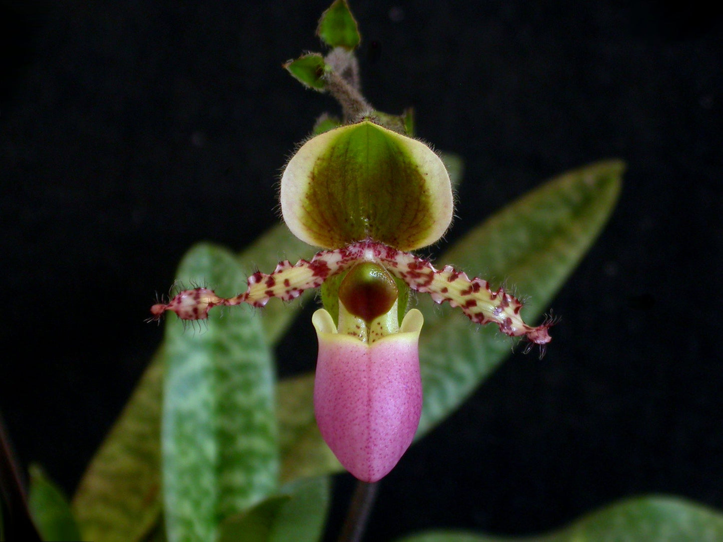 ByDaltonHollandBaptista-Ownwork_CCBY-SA3.0_https-_commons.wikimedia.org_w_index.php_curid_4861103