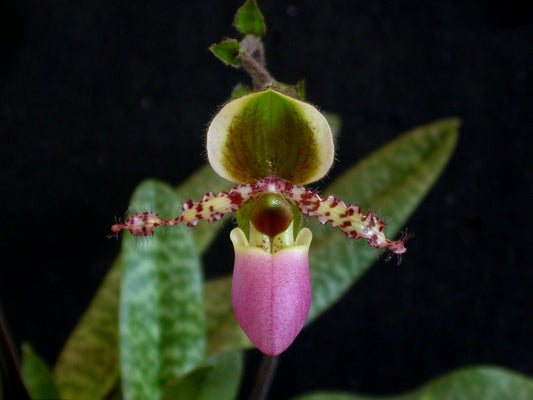 ByDaltonHollandBaptista-Ownwork_CCBY-SA3.0_https-_commons.wikimedia.org_w_index.php_curid_4861103