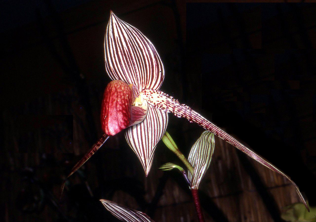 Paph. rothschildianum 4in