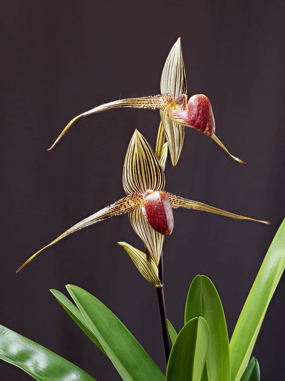 Paph. rothschildianum 4in