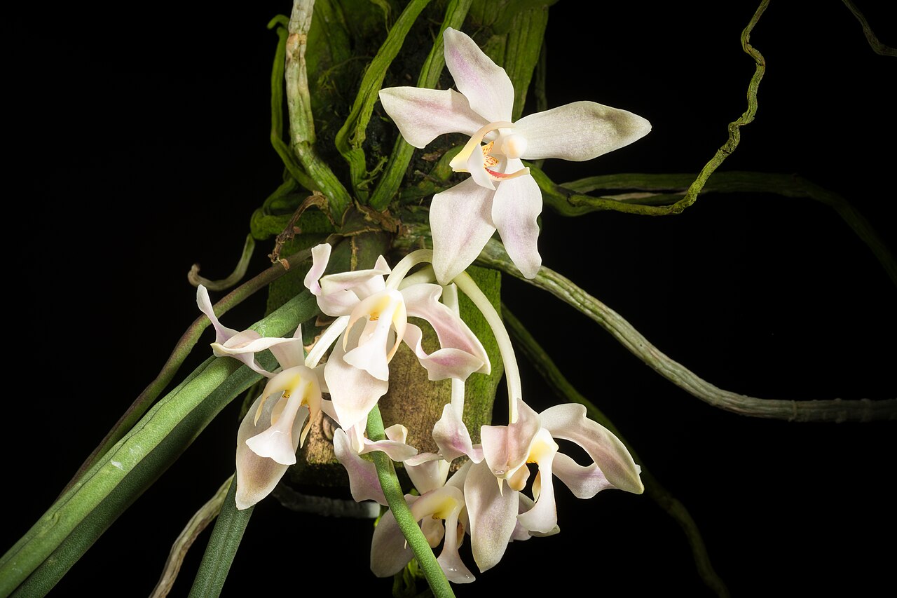 Paraphalaenopsis laycockii x sib 3in