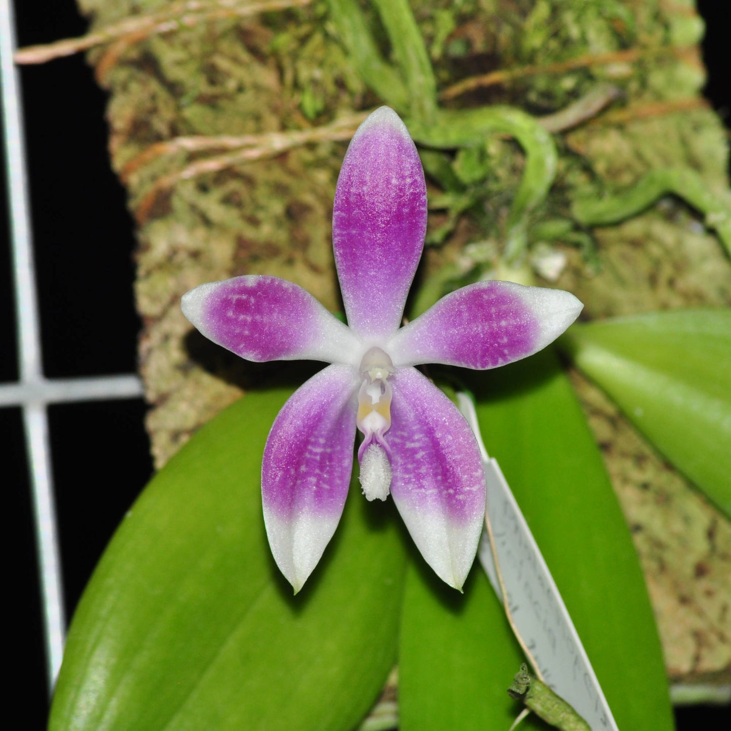 Phal. tetraspis x self 4in