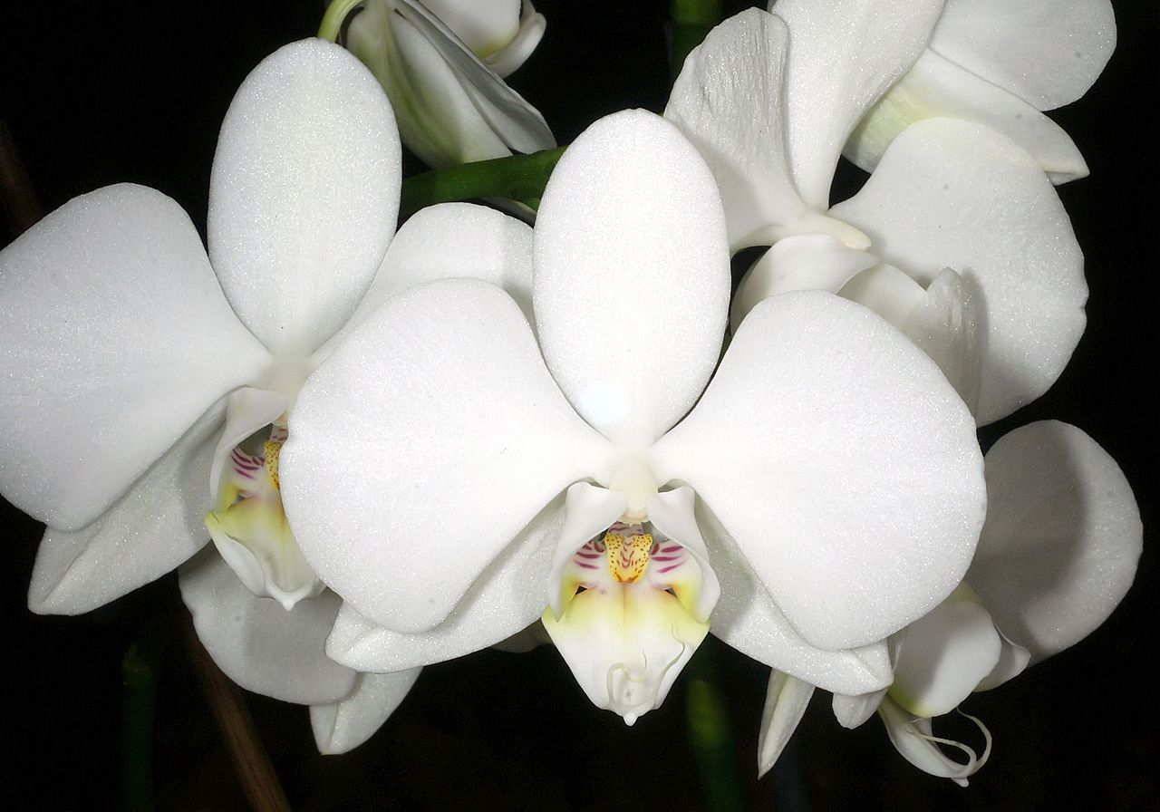 Phalaenopsis amabilis (variegated) 3in