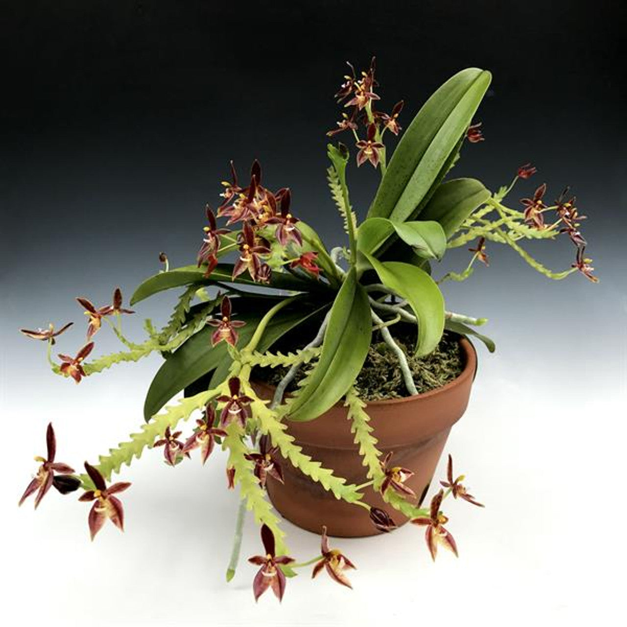 Phalaenopsis cornu-cervi var. vini 'Wan-Kou' (meristem) 4in