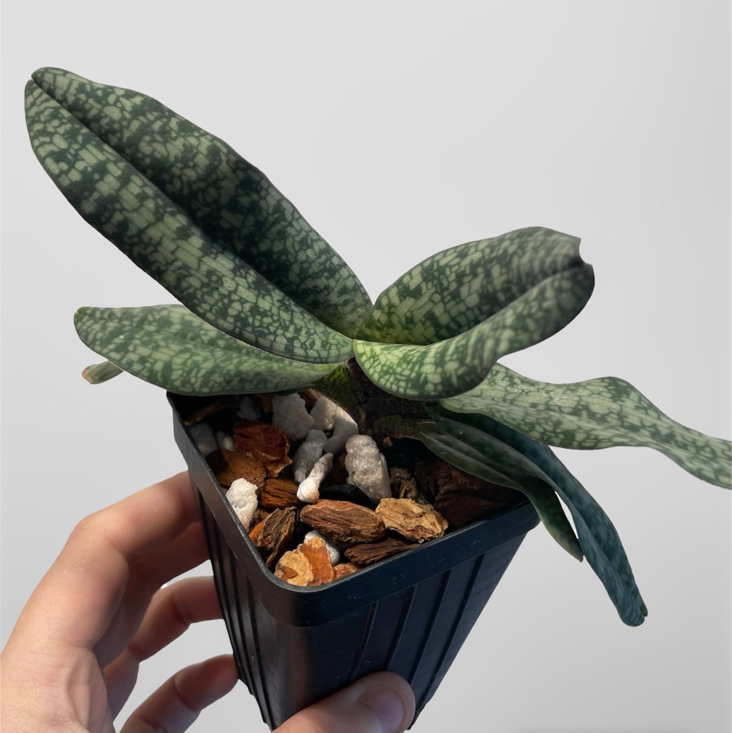 Paph. delenatii 4in