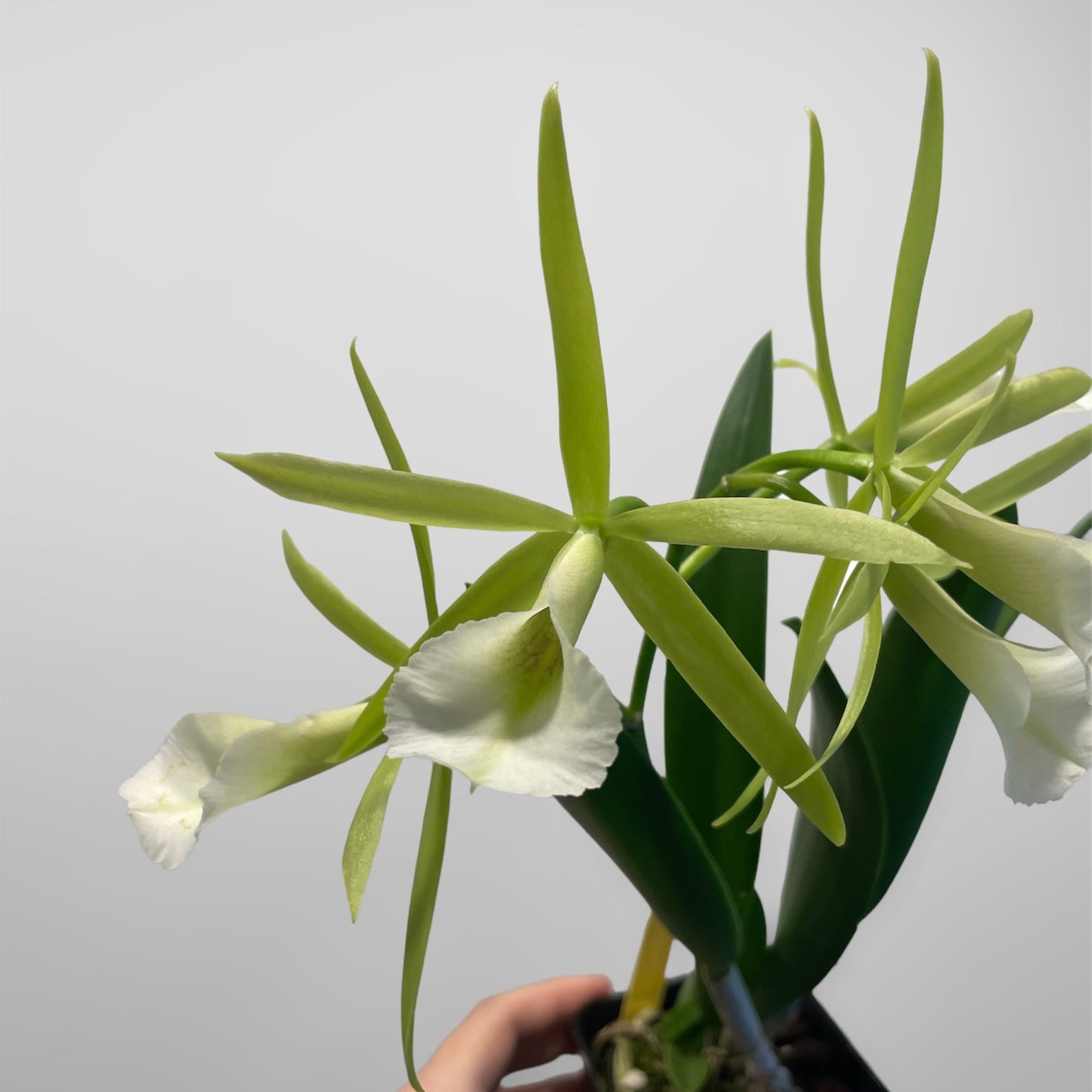 Procatavola Key Lime Stars 4in