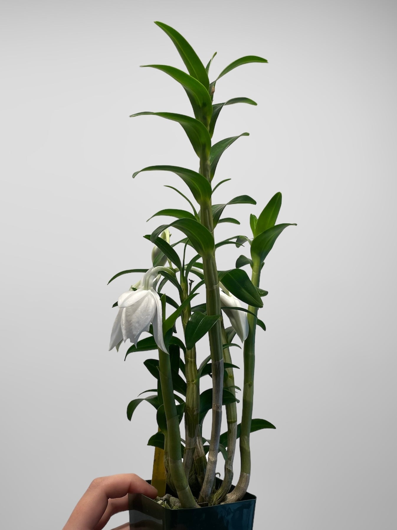Den. sanderae v. luzonicum x sib var. major 4in