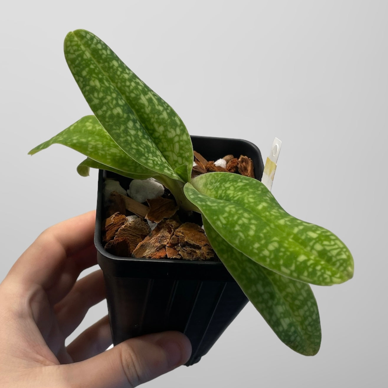 Paph. delenatii forma alba 4in