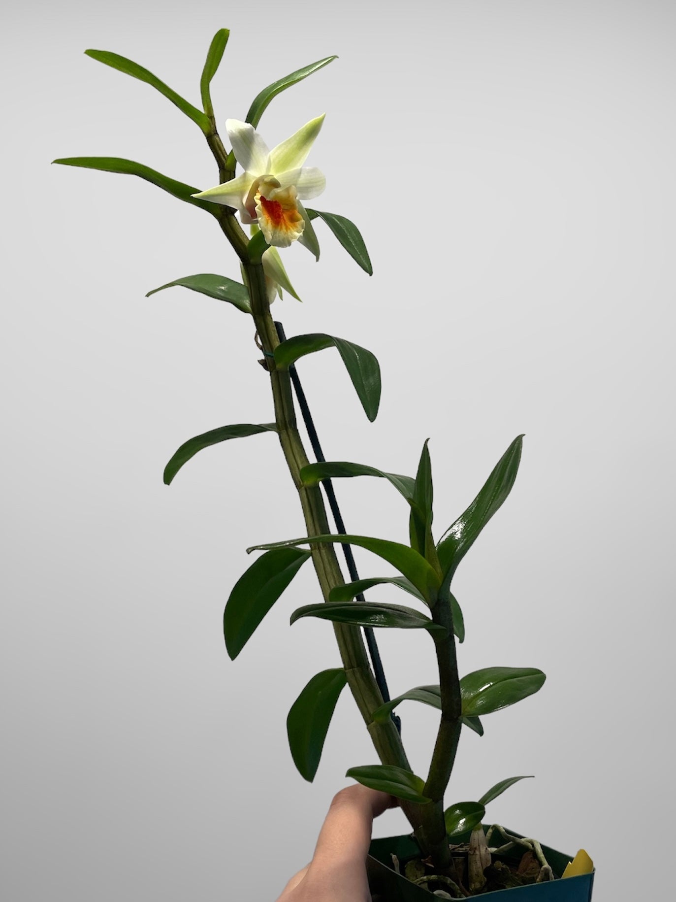 Den. QF Makani (Dawn Maree x Peng Seng) 4in