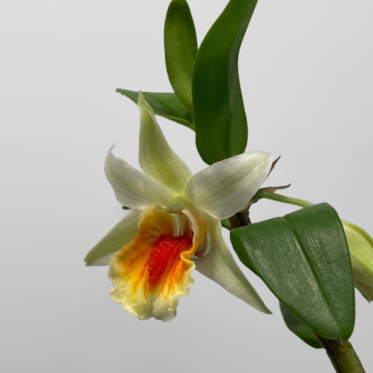 Den. QF Makani (Dawn Maree x Peng Seng) 4in