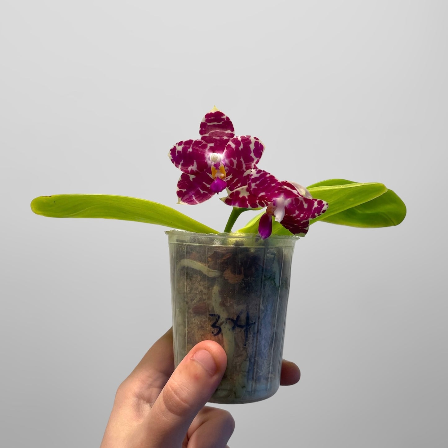 Phal. KS Super Zebra 'Pylo' AM/AOS 4in