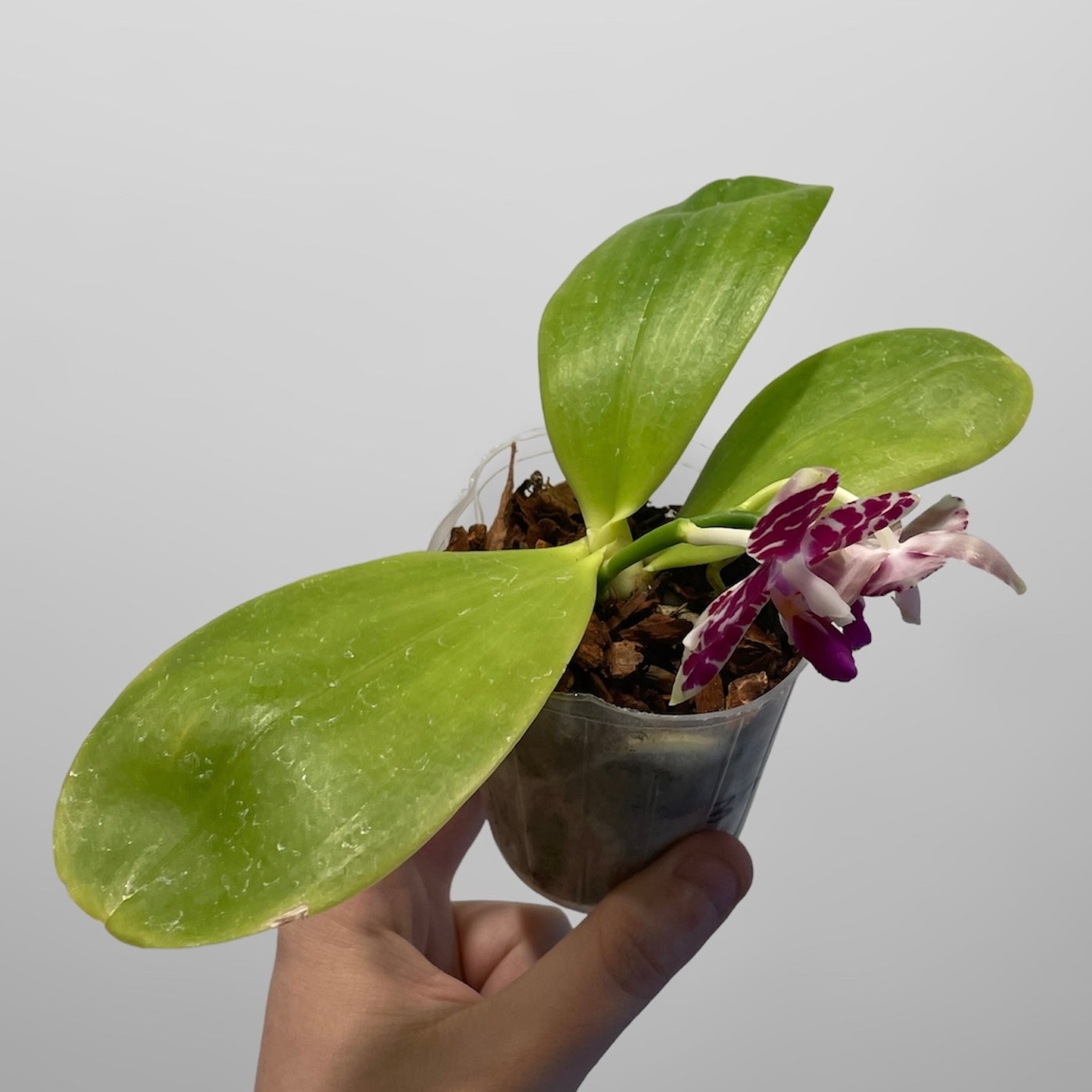 Phal. KS Super Zebra 'Pylo' AM/AOS 4in