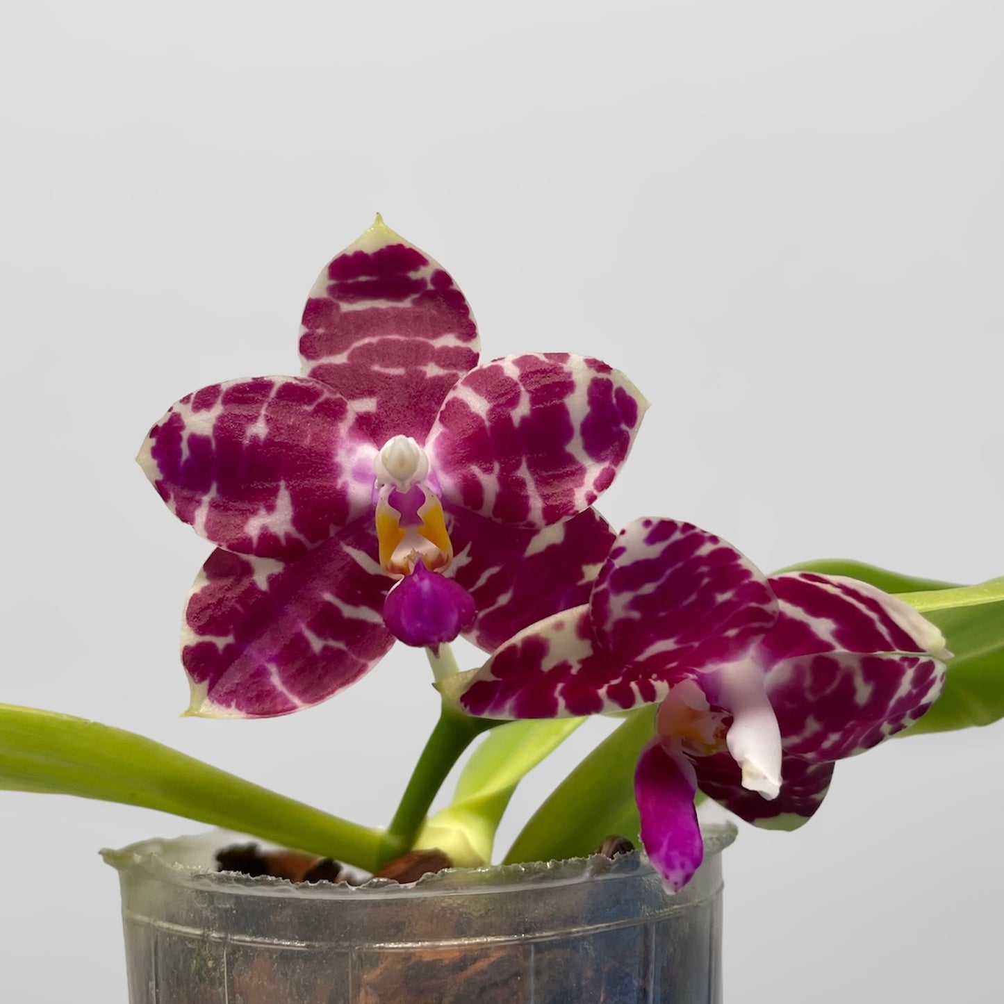 Phal. KS Super Zebra 'Pylo' AM/AOS 4in