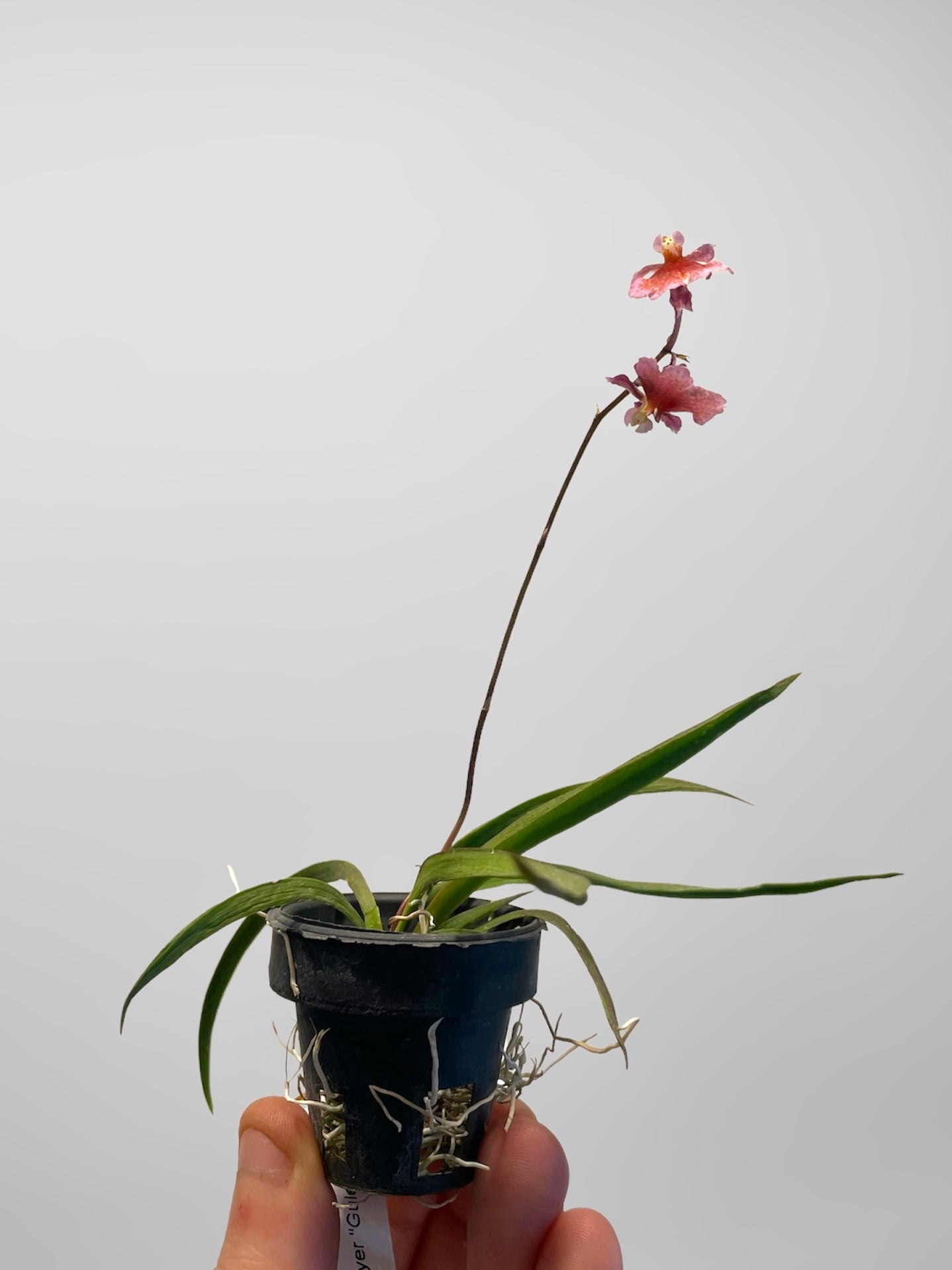 Tolumnia Jairak Flyer 'Gules' 2in (basket)