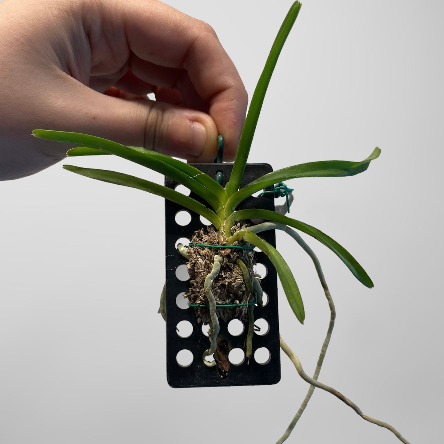 Ascocentrum miniatum 3in