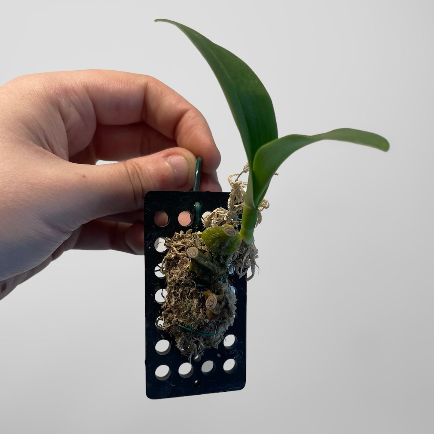 Bulb. comosum (mount)