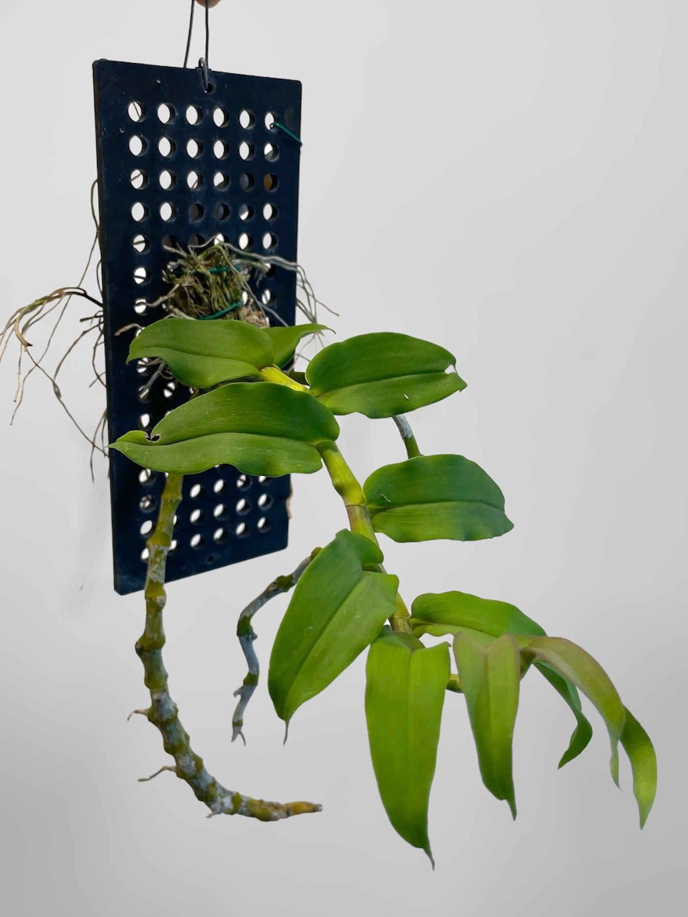 Den. ochreatum (mount)