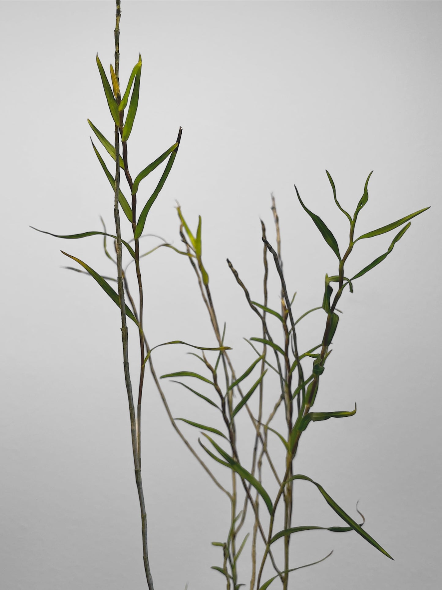 Dendrobium papilio 2in