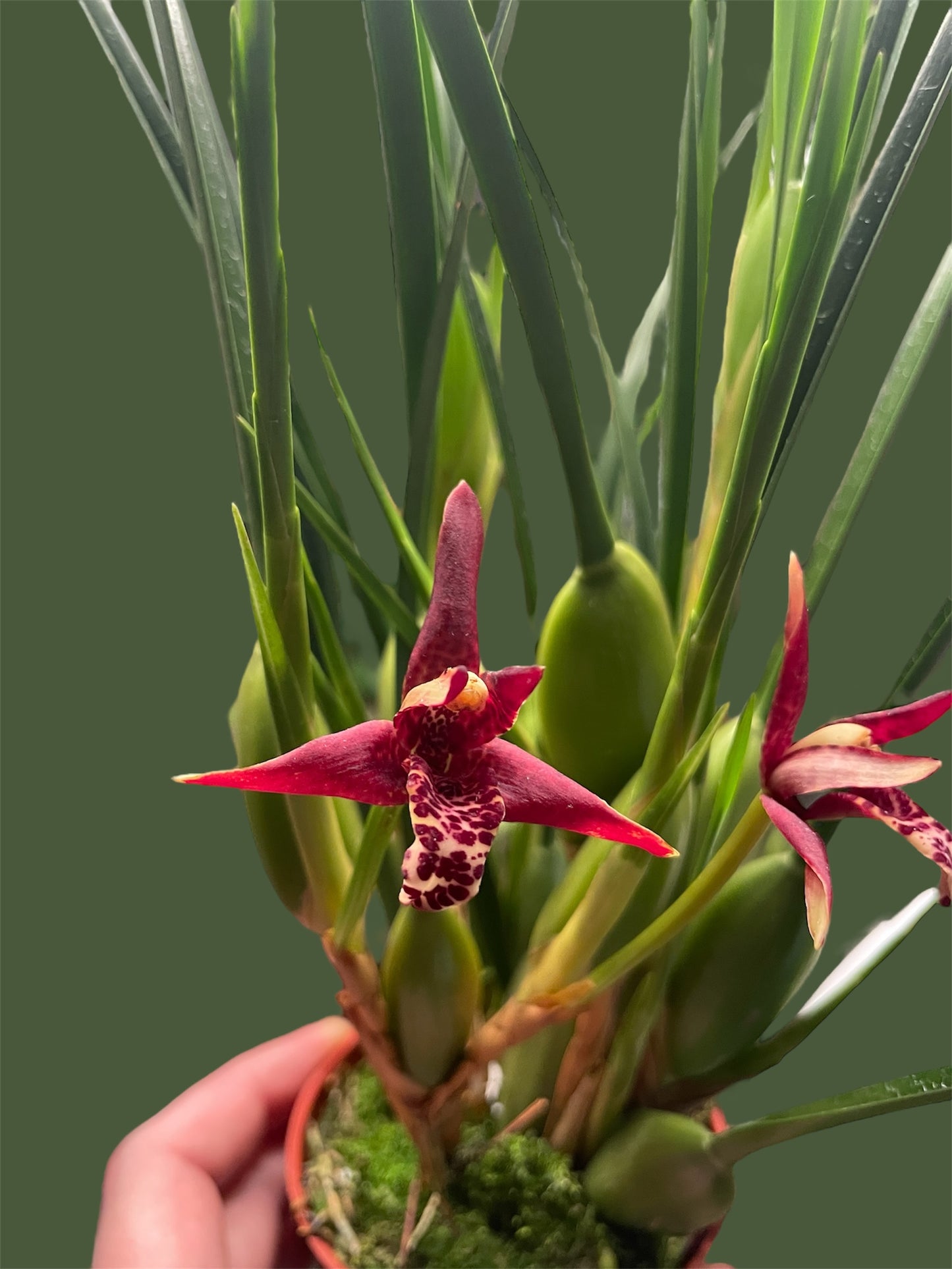 Maxillaria tenuifolia 4in