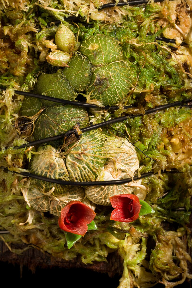 Porpax thaithoniae (mount)