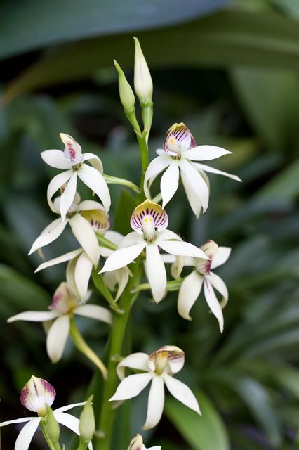 Encyclia lancifolia 4in