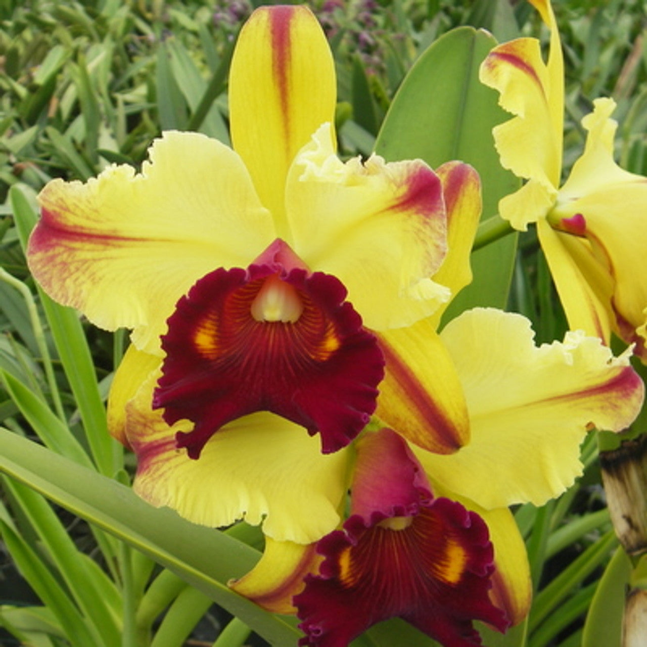 Rlc. Toshie Aoki 'Pizazz' 4in