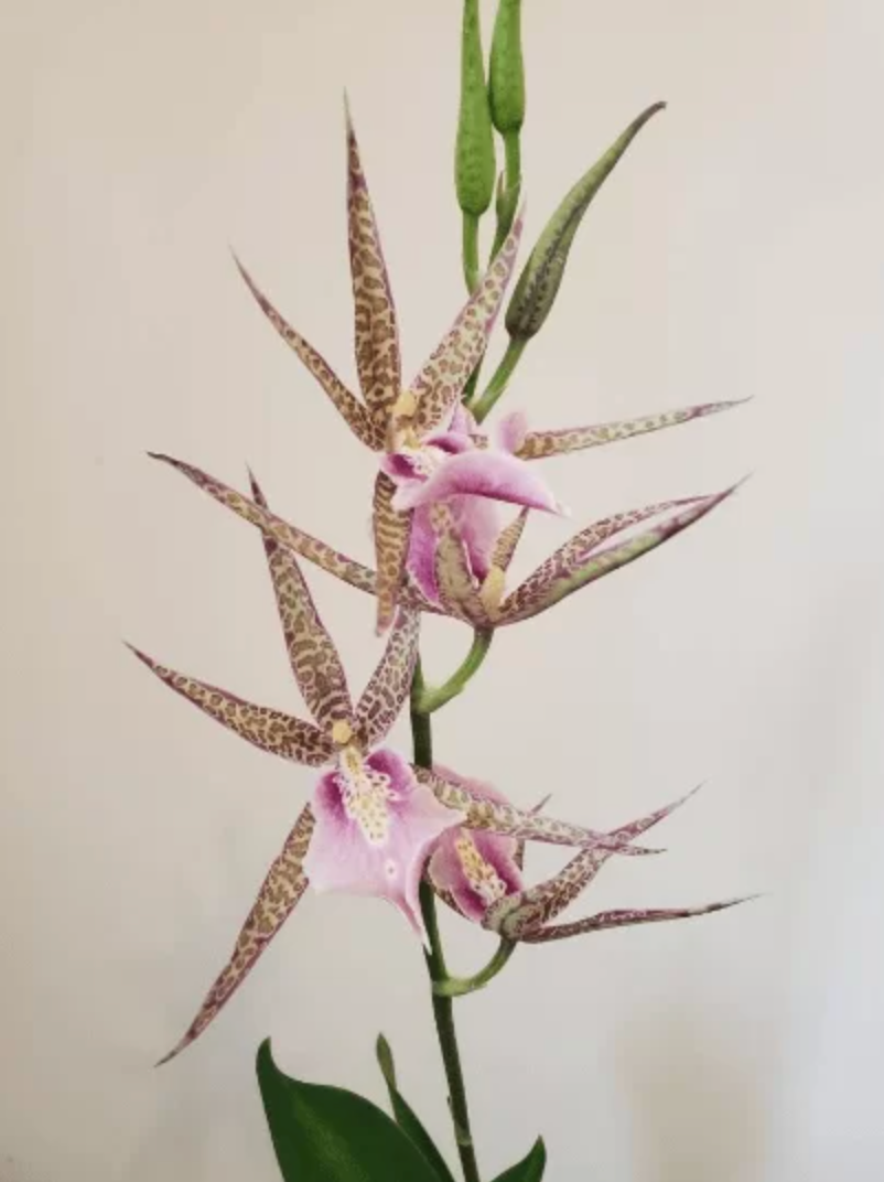 Orchid Moss – littleorchidannie