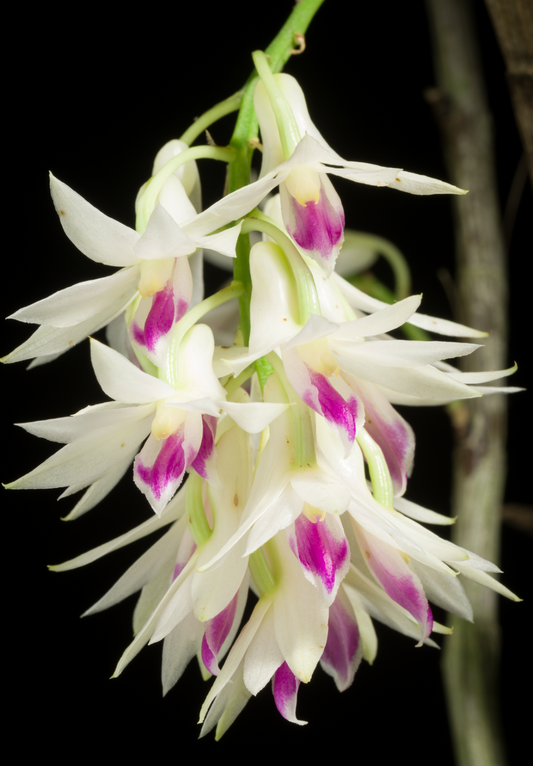 Dendrobium amethystoglossum x sib 4in