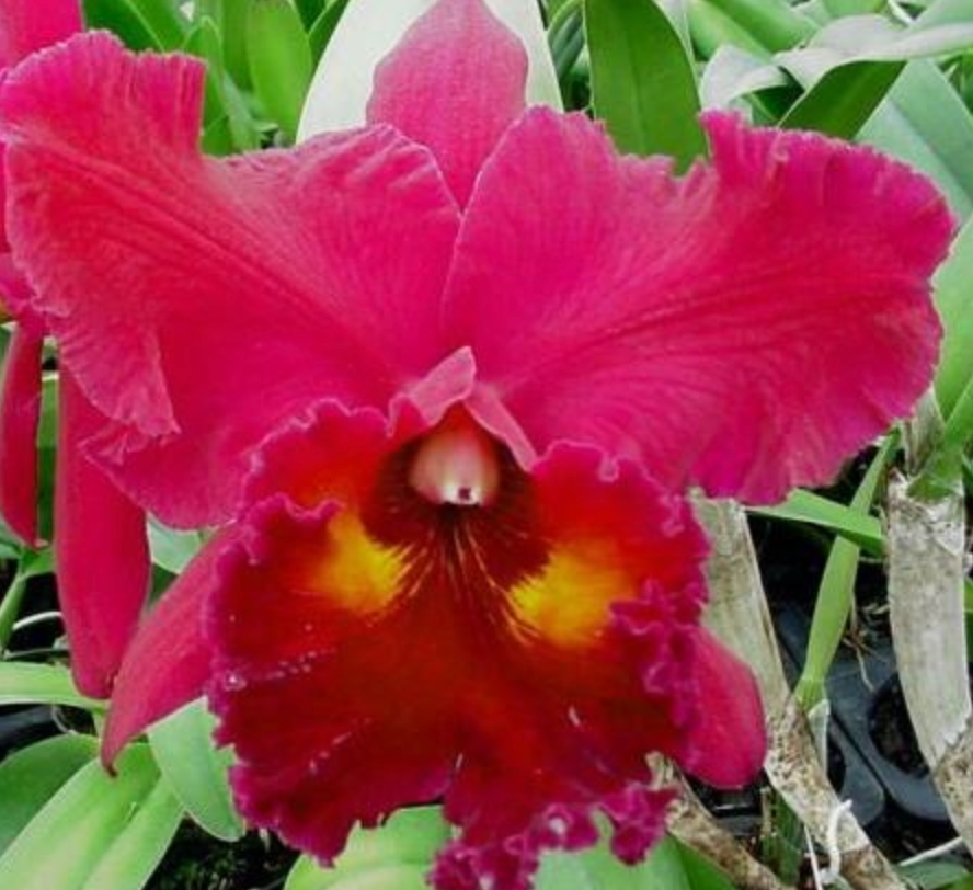 Poteriana Miya's Radiance x Fred Stewart 5in