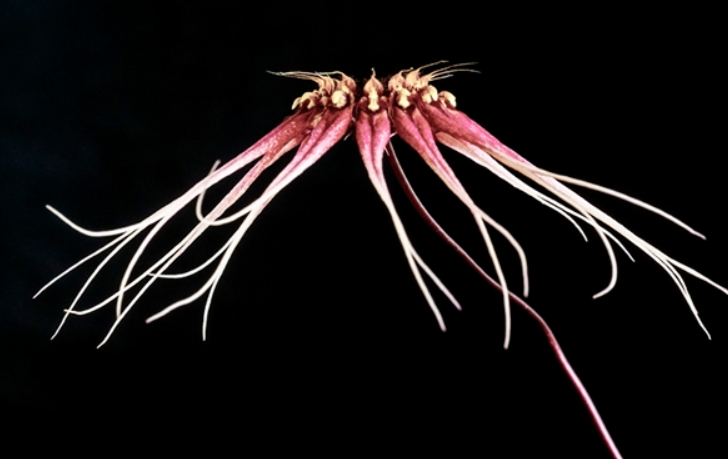 Bulb. ceranthum x gracillimum 3in