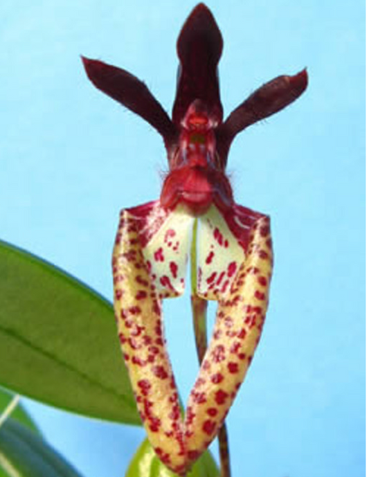 Bulb. lasiochilum ‘FX’s Red Imp’ 3in