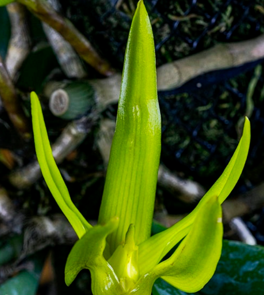 Bulb. whitfordii x foetidum 3in