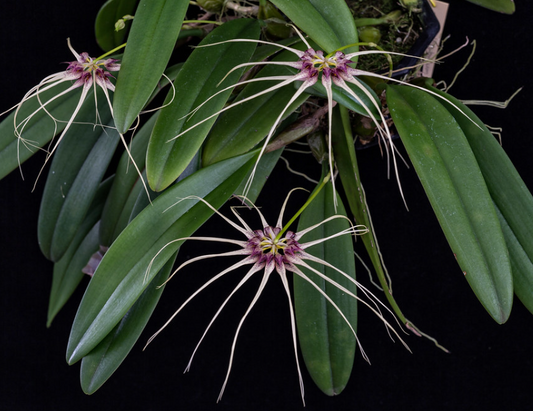 Bulb. Worayuth White Fang x Lion King (mericlone) 3in